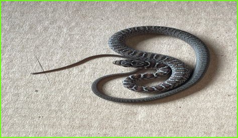 Are there rattlesnakes in the Willamette Valley?